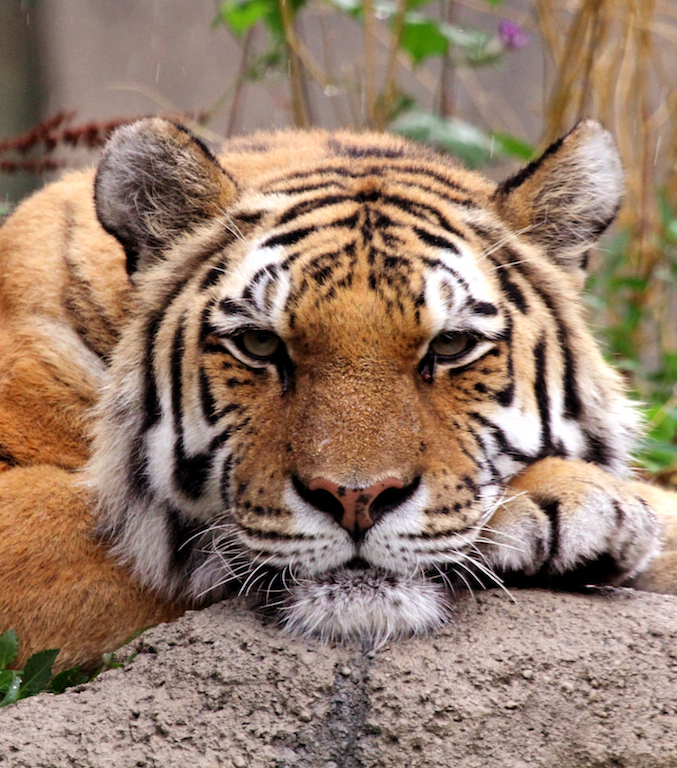 Tiger at Indianapolis Zoo