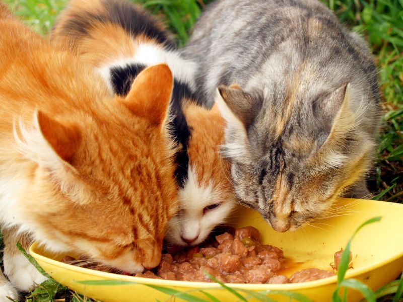 ingredients-in-cat-food