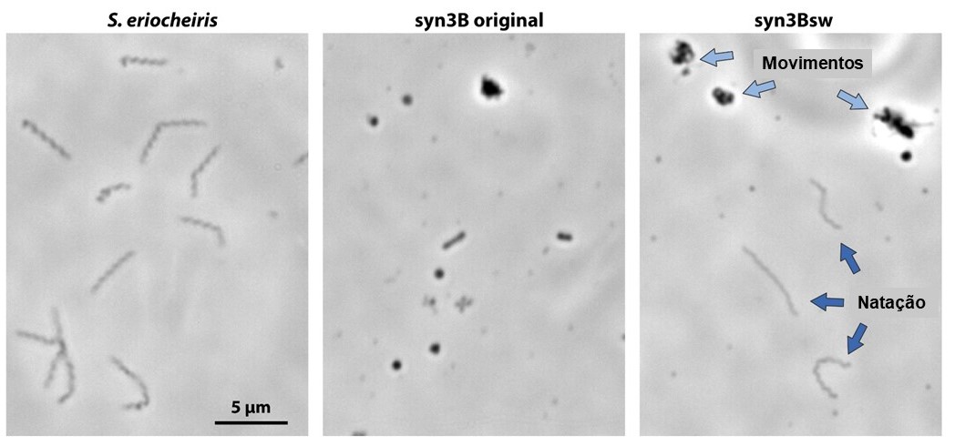 Imagem de microscópio da Spiroplasma eriocheiris, da bactéria sintética syn3B antes e após modificação genética e ganho de motilidade.