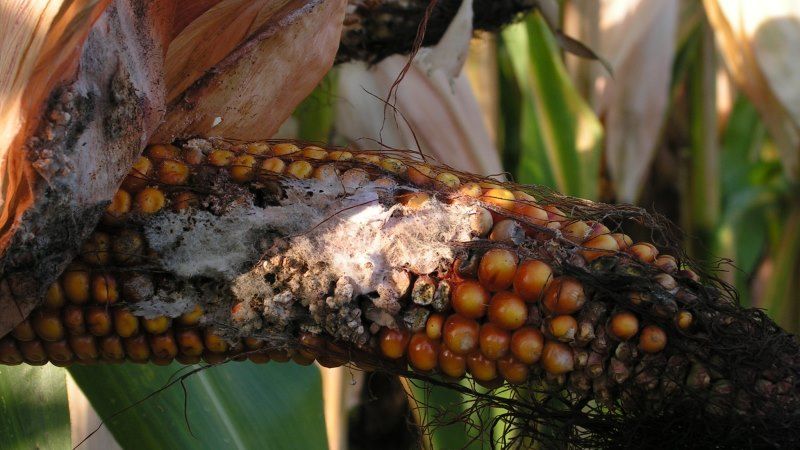 Хвороби кукурудзи: шкодочинність, небезпека, можливості та заходи боротьби фото 2 LNZ Group