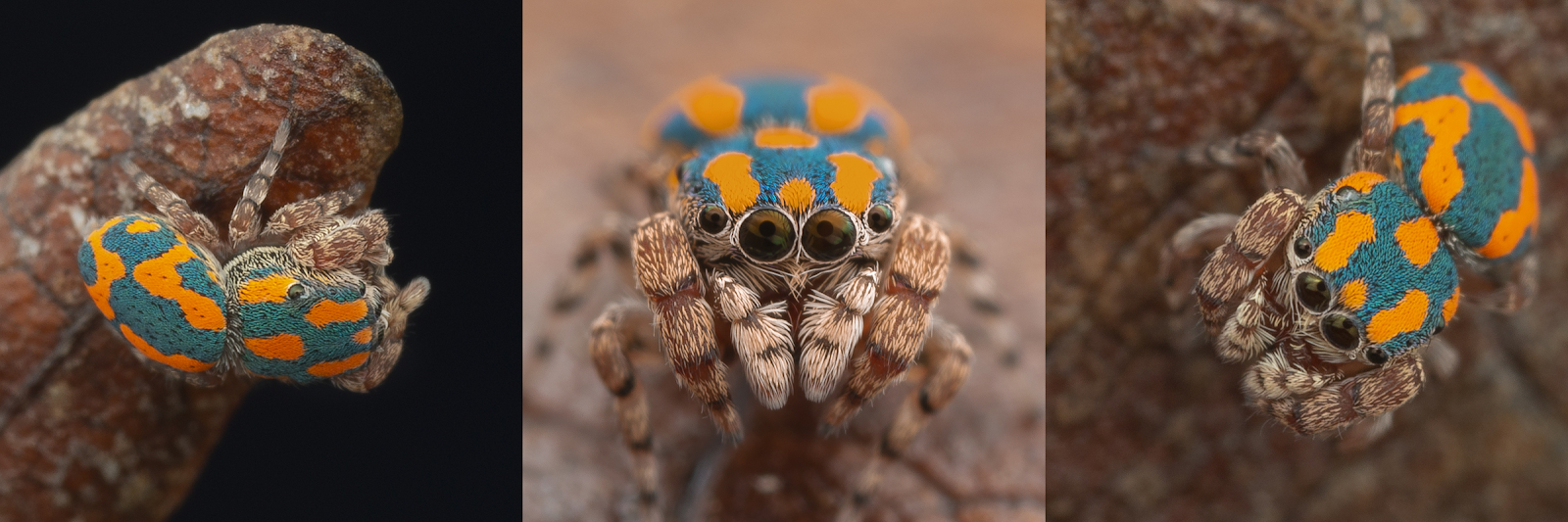 A cute teal and rust-colored jumping spider, still unnamed