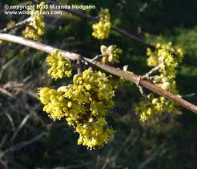 cornelian cherry flower