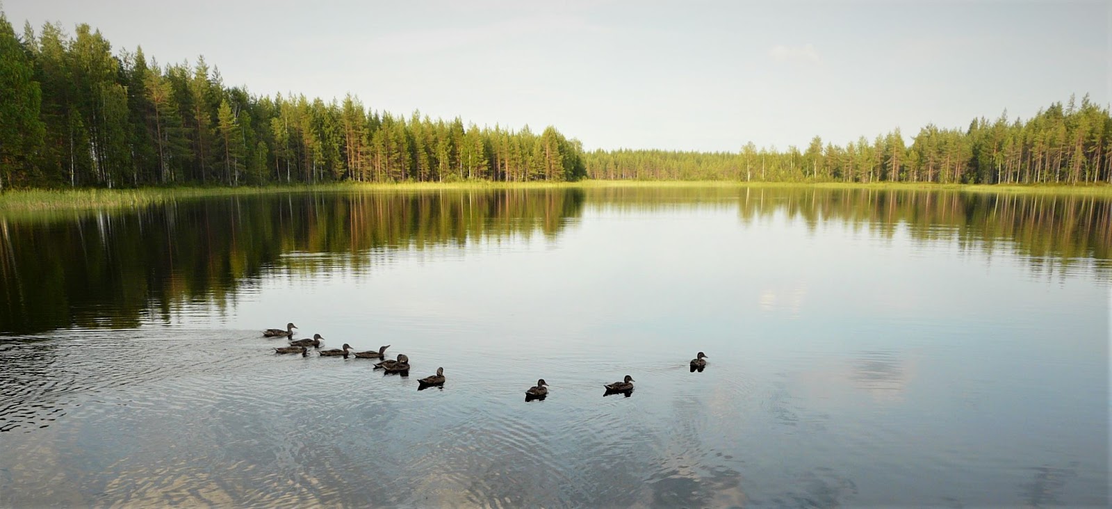 Lakeview Lieksa