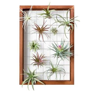 Wooden air plant frame with wire holding various air plants photo