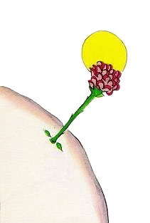 The flower