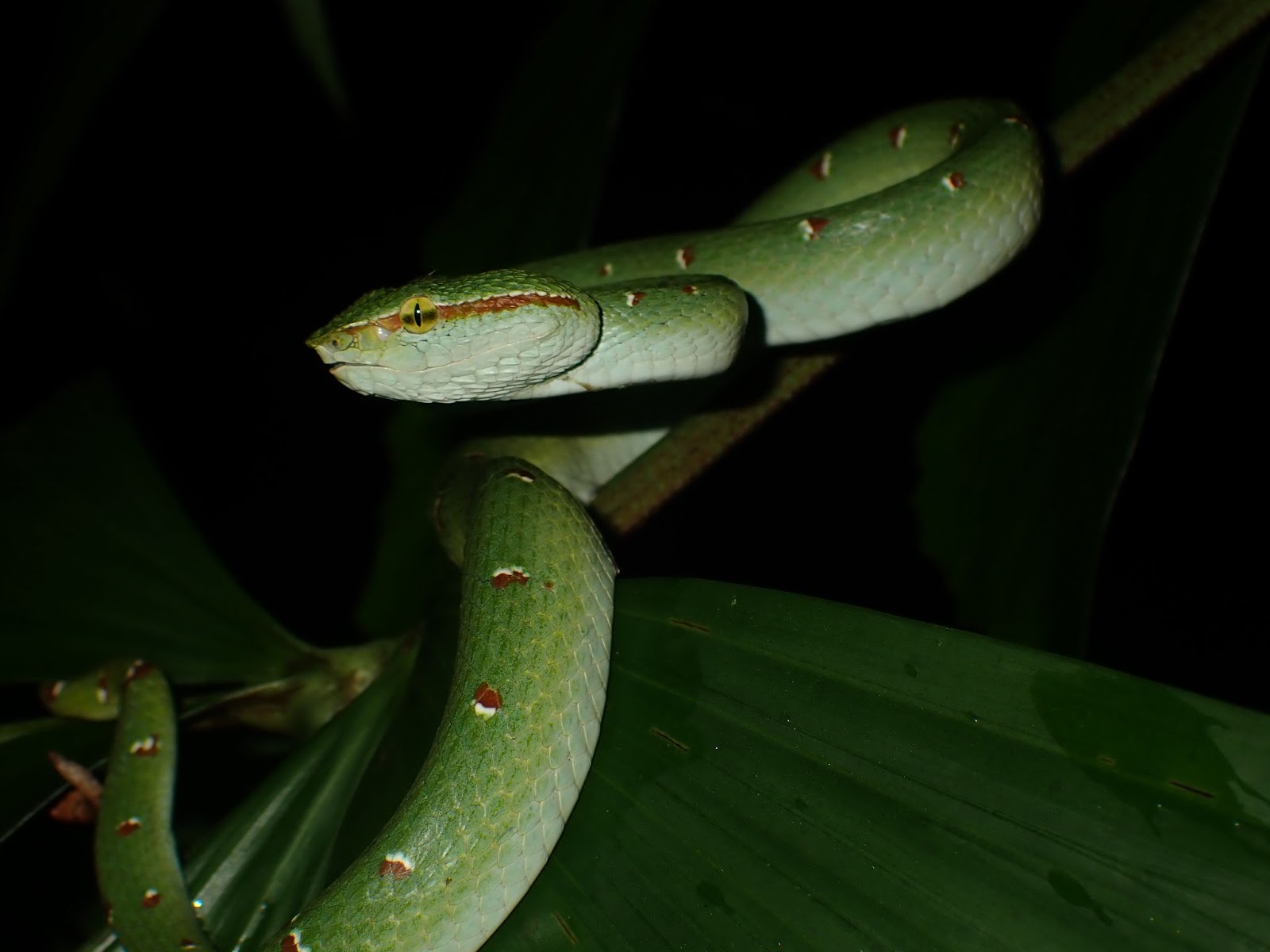 a male wagler's pitviper in khao sok national park, thailand. 