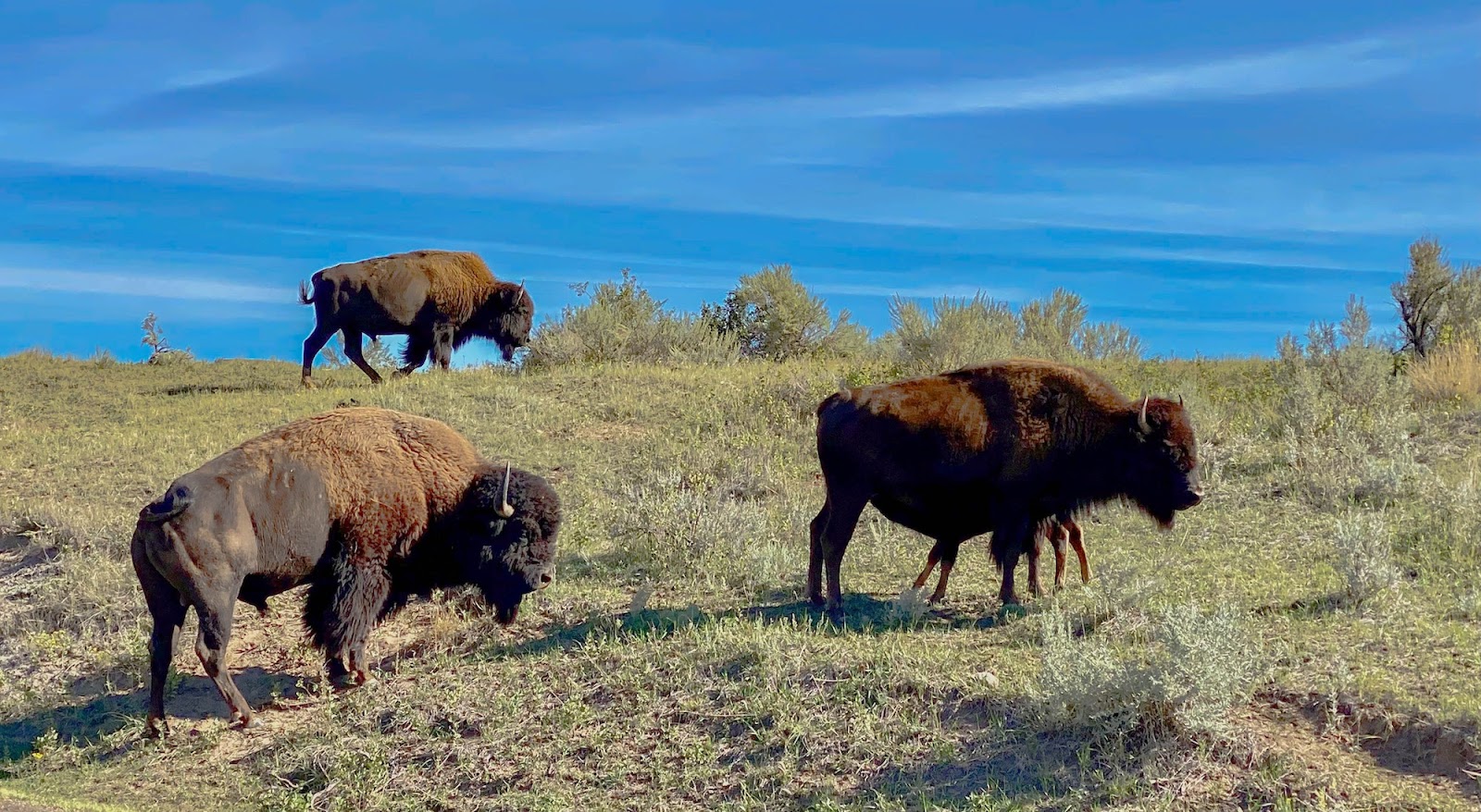 Bison roaming at Theodore Roosevelt National Park