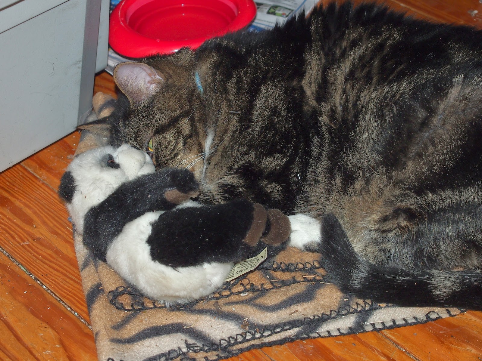 Tabby cat curled up between his water dish and little stuffed panda.