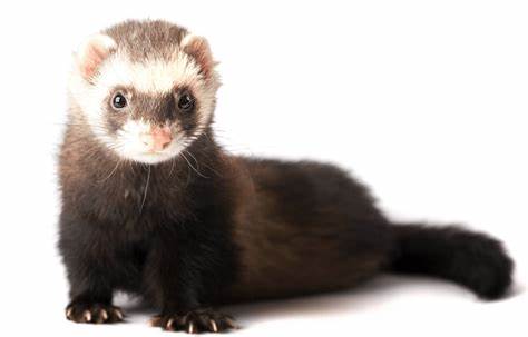  Ferrets 