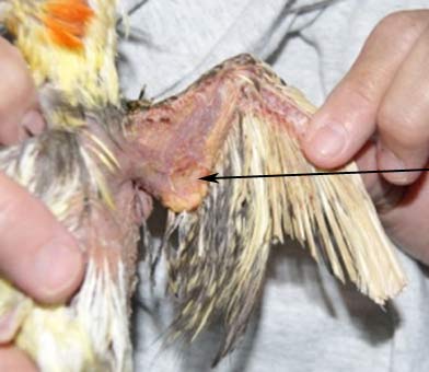 Underwing of cockatiel; note the reduced size of the xanthoma at the elbow joint.