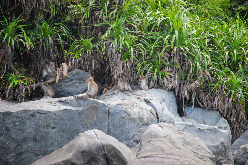 Monkeys in Con Dao Island