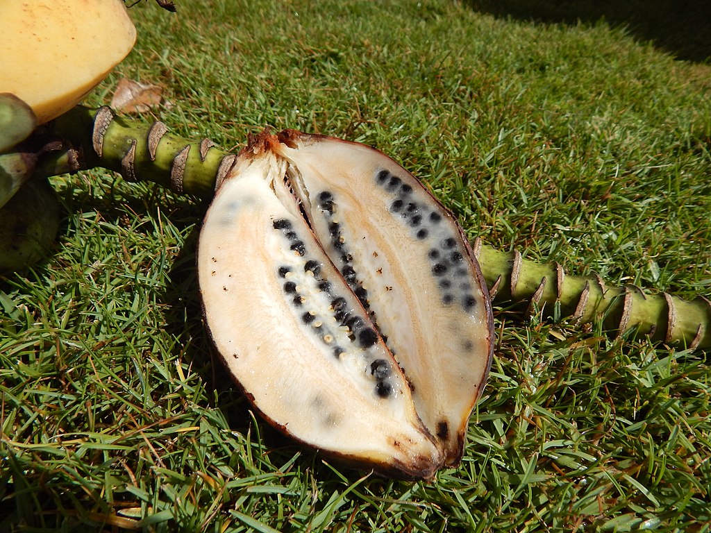 Espécie de banana, Musa balbisiana, consumida na Indonésia