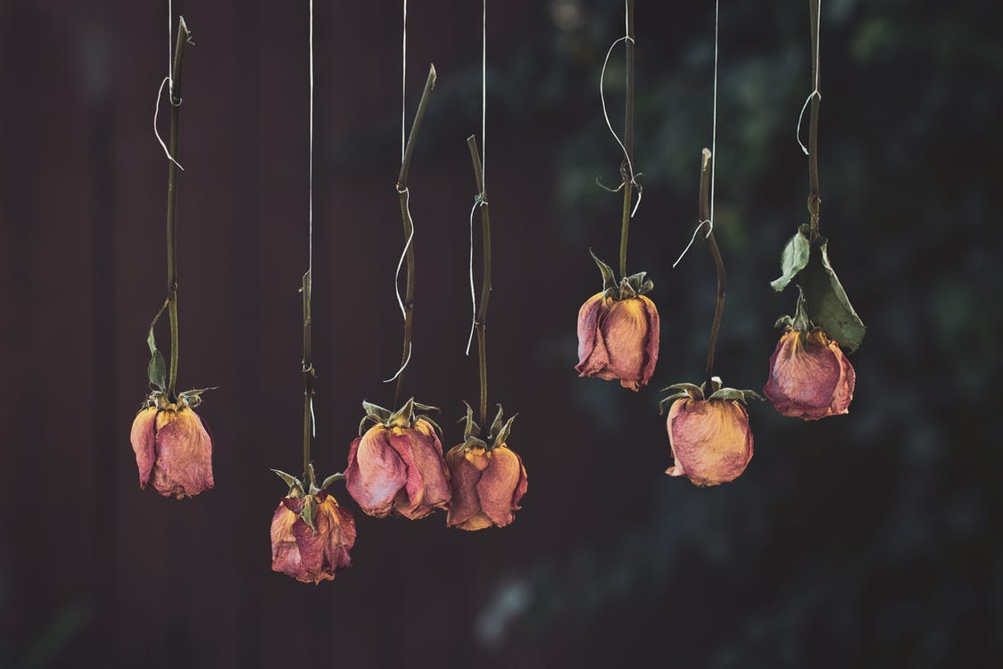 dried roses hanging upside down