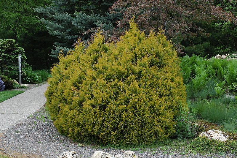 Photo of an Rheingold Globe Arborvitae, a round, evergreen shrub about 3 feet tall and 4 feet wide