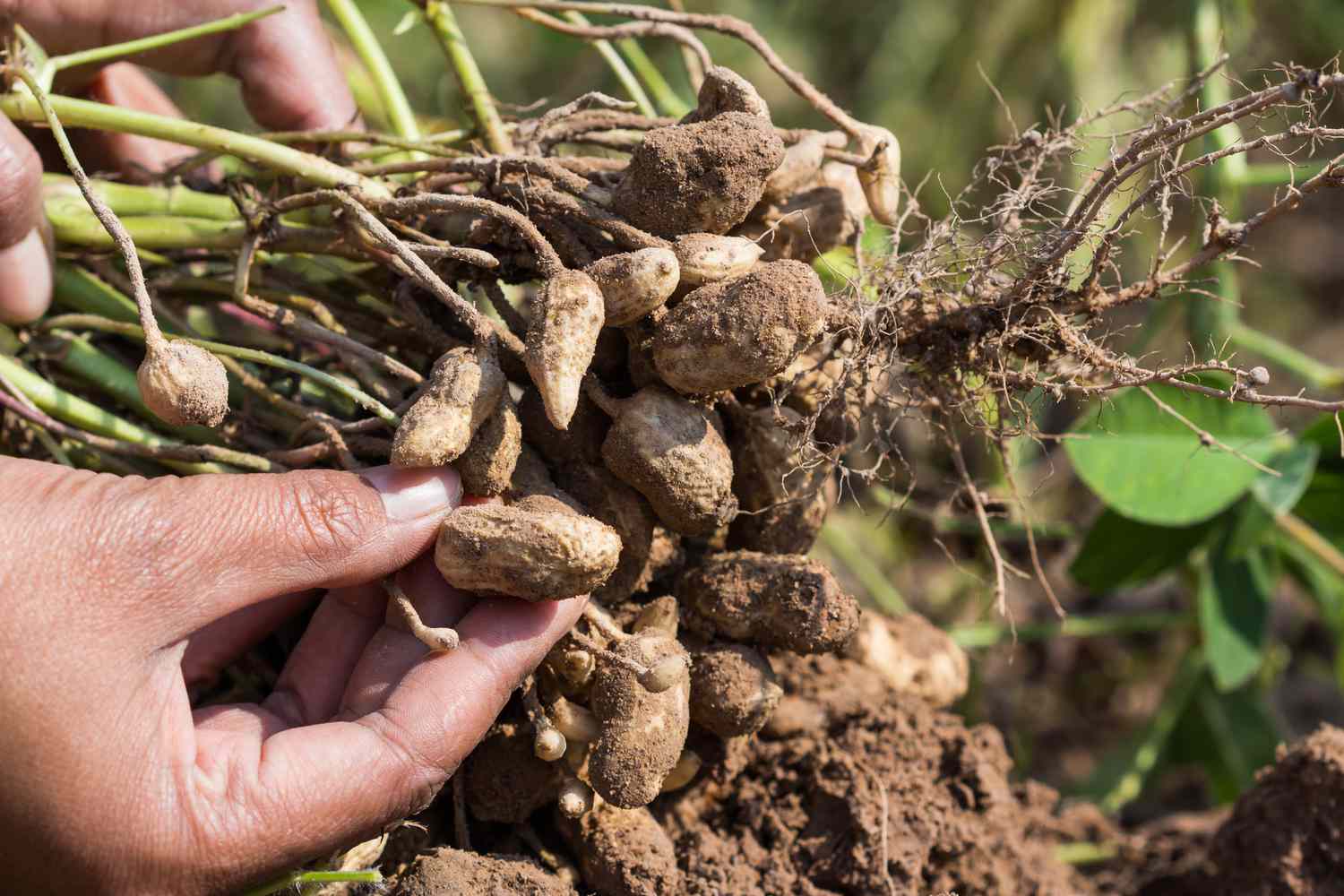 How to Harvest Peanuts