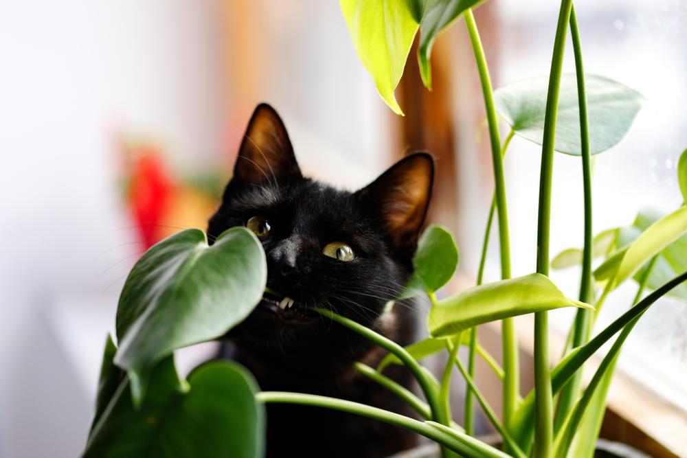 Keep Cats Out Of Houseplants