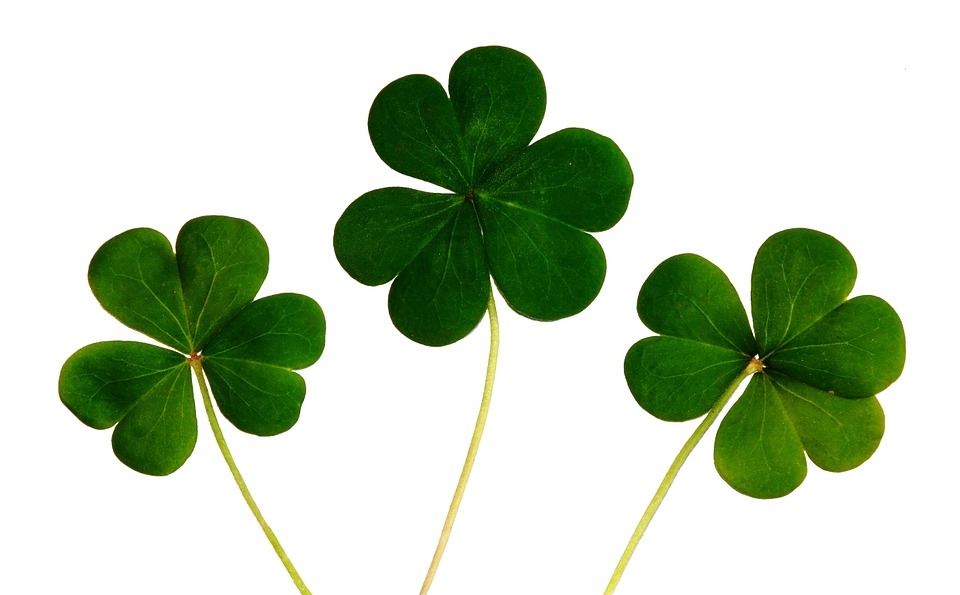 Clover, Shamrocks, Irish, Day,