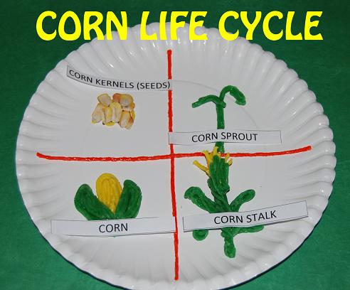 Corn-Life-Cycle-Paper-Plate-Craft.jpg