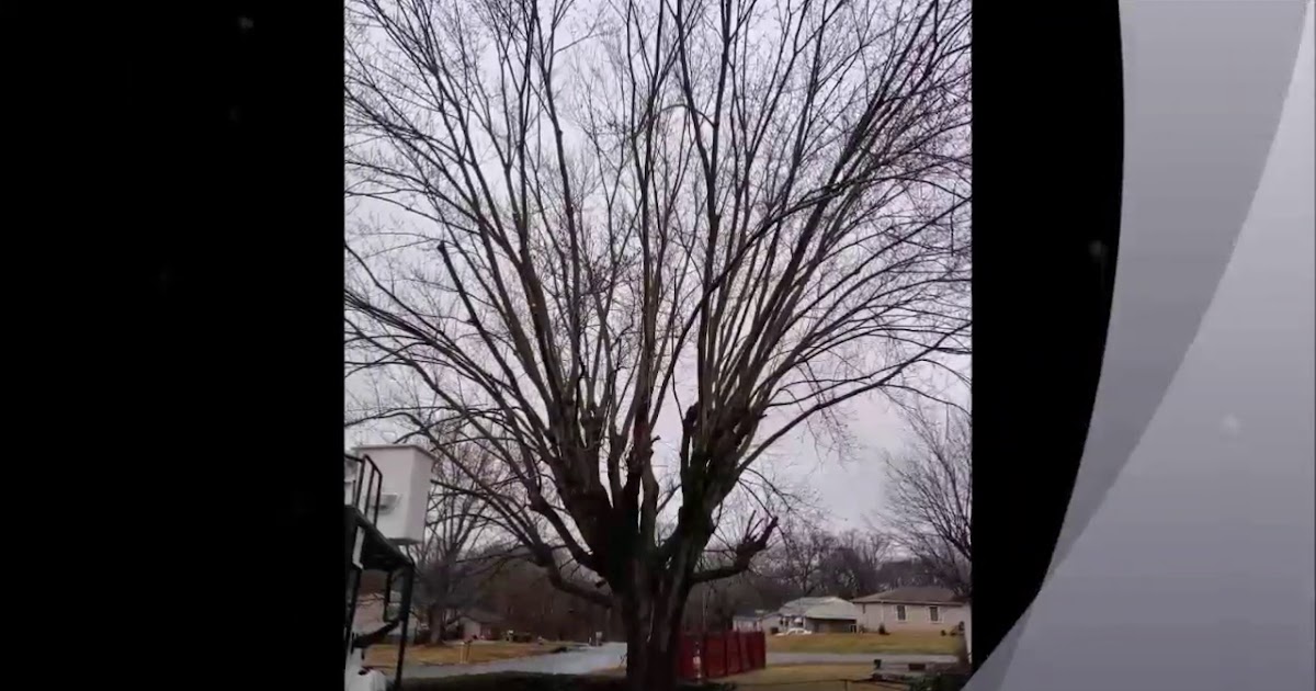 A & A Tree Service.mp4