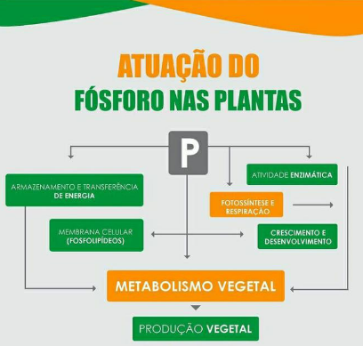 Infográfico explicando a atuação do fósforo nas plantas