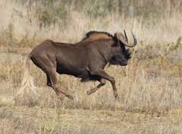 Image result for wildebeest