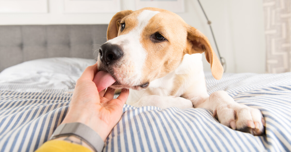 les chiens utilisent parfois leur langue pour témoigner leur affection