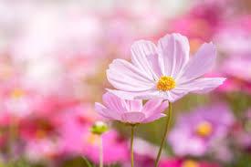 Macintosh HD:Users:sarinavetterli:Desktop:Plant and Granola Sale:Plant Images:Cosmos pink.jpg
