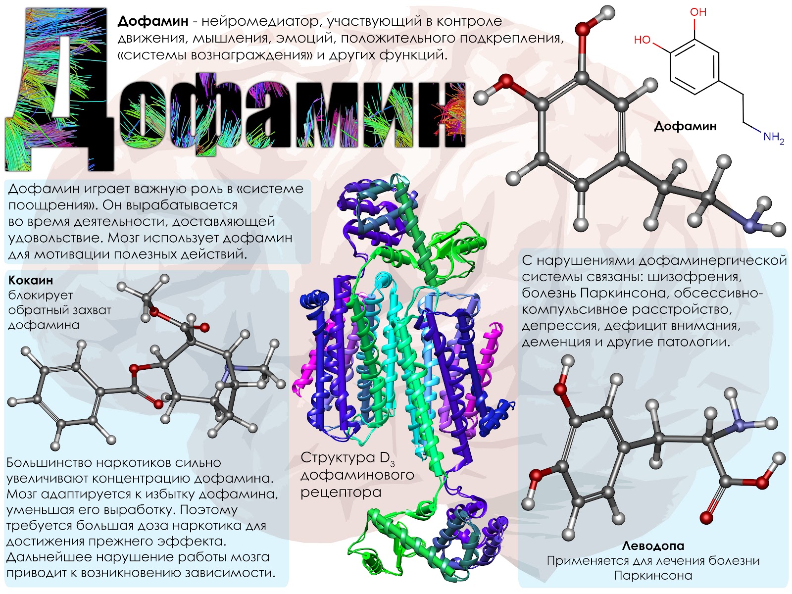 Дофамин нейромедиатор функции. Функции дофамина биохимия. Дофамин гормон. Дофамин гормон чего.
