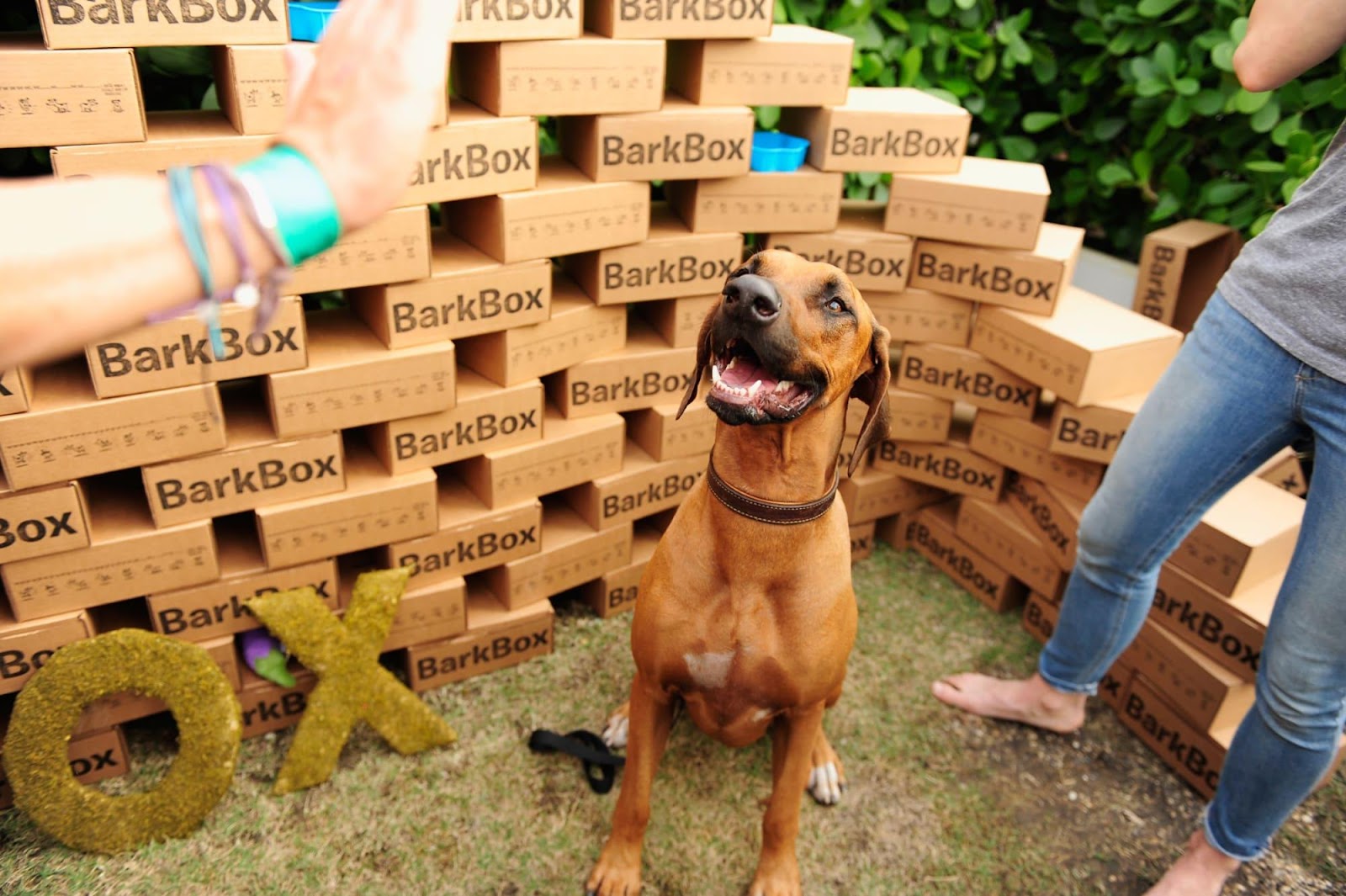 Here&#39;s why we love BarkBox and think you will too