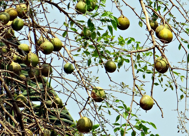 Benefits of Wood Apple in Hindi