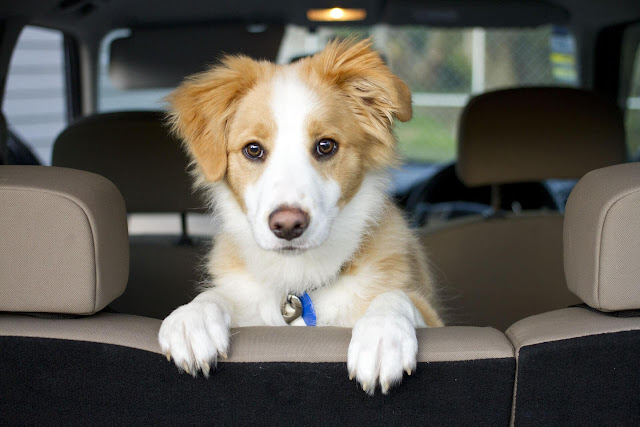 best Toyotas for dogs