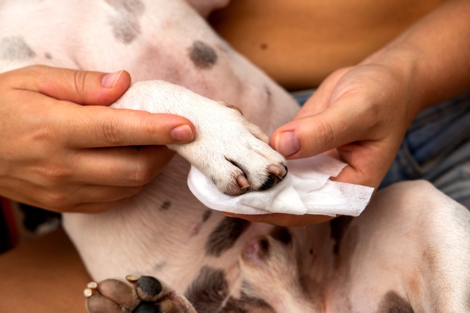 Hyperkeratosis Dog Paw: All You Need To Know 6 gepkvvyaCwT0a2he CtkoQ9Smgx6GC9vGaiCTQfqmD sWMBENIuXcT0Gbs6ap5BFY2qWIyxtuycrFdq0 eRvDx
