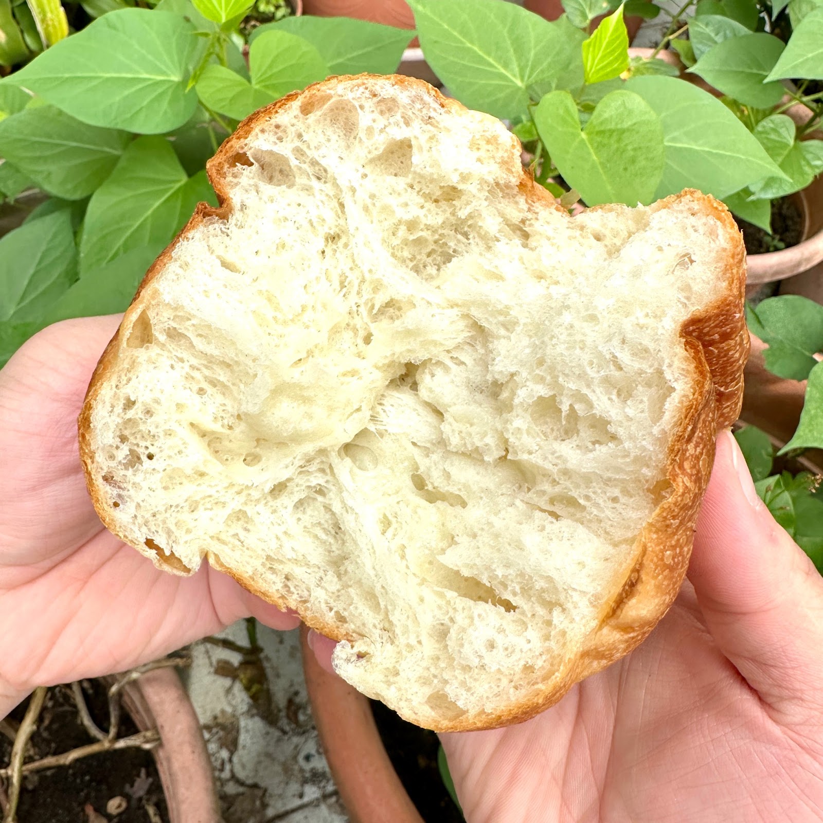 限量北海道氣球麵包開箱｜傳說中比棉花還柔軟的日本麵包！