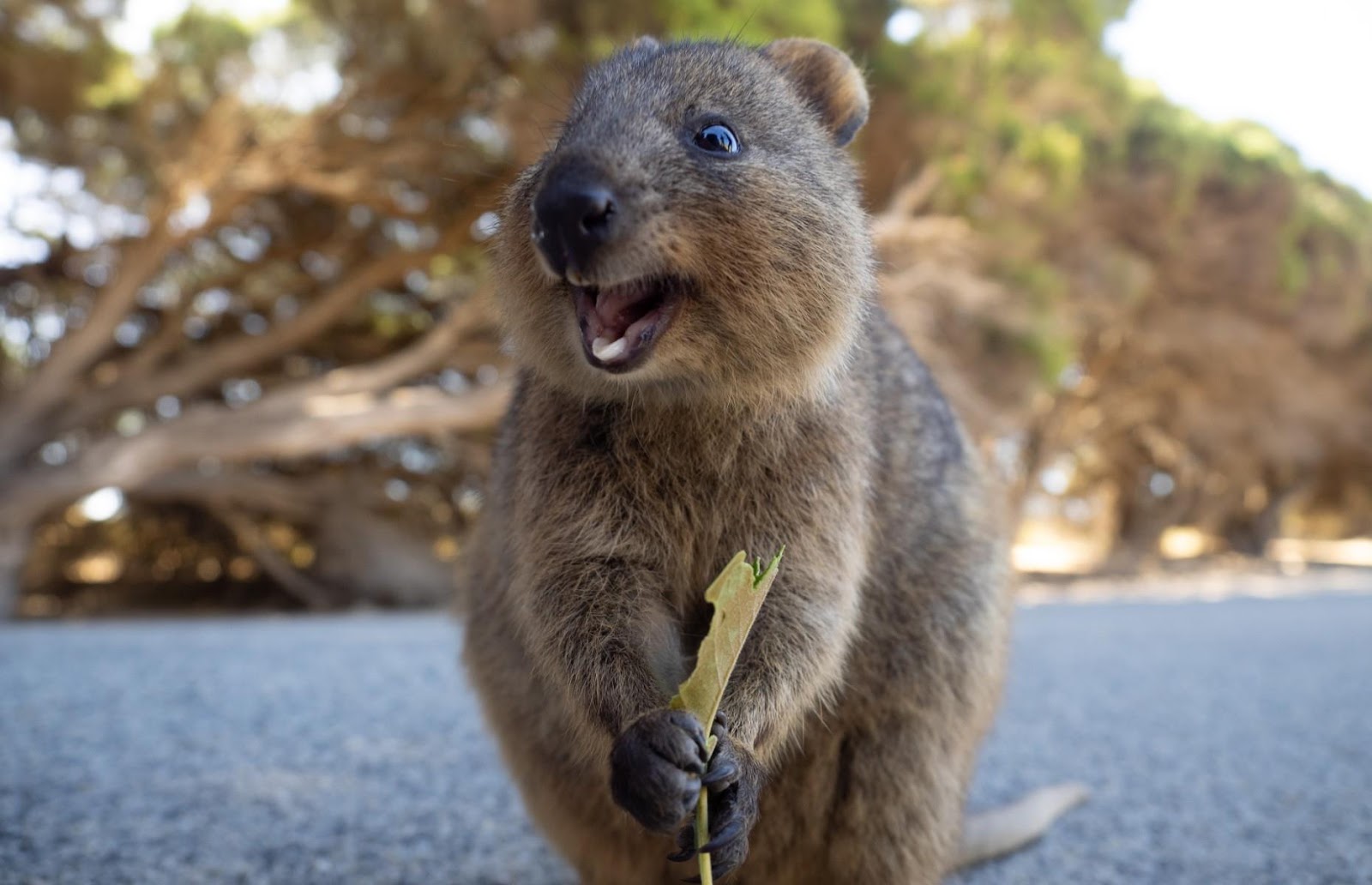 Quokka
