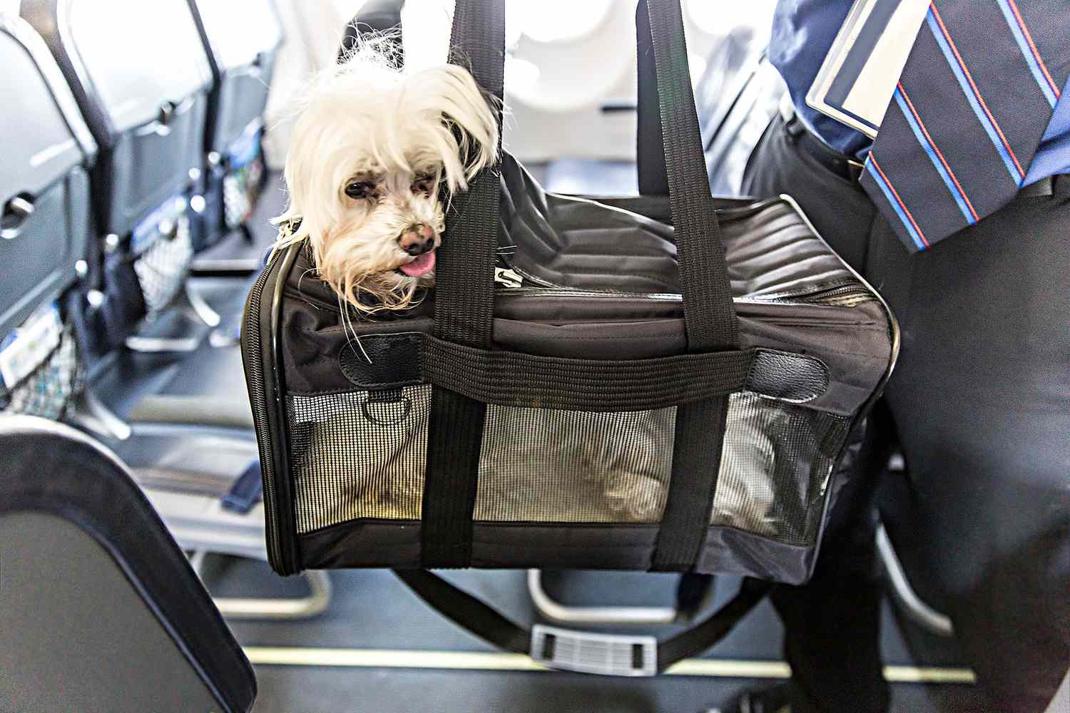 traveling with pets alaska airlines
