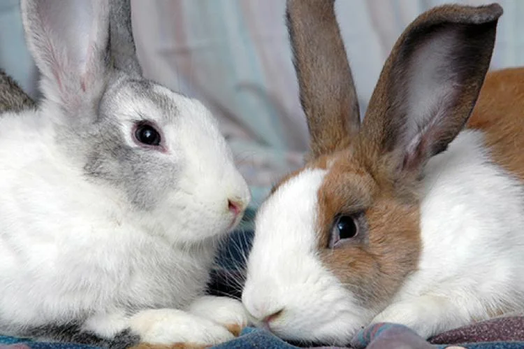 Rabbit Behavior and Social Structure