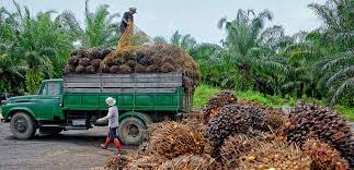 Palm Oil Sourcing