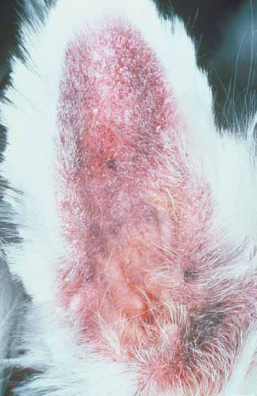 Pinnal erythema, scaling, and erosions in a West Highland White Terrier with atopy