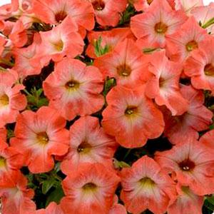 Image result for petunia ray salmon