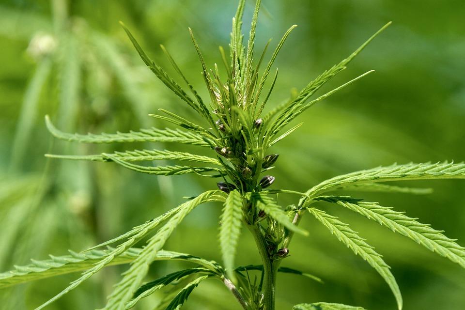 Hemp, Plant, Cannabis, Agriculture, Crop, Hemp Leaf