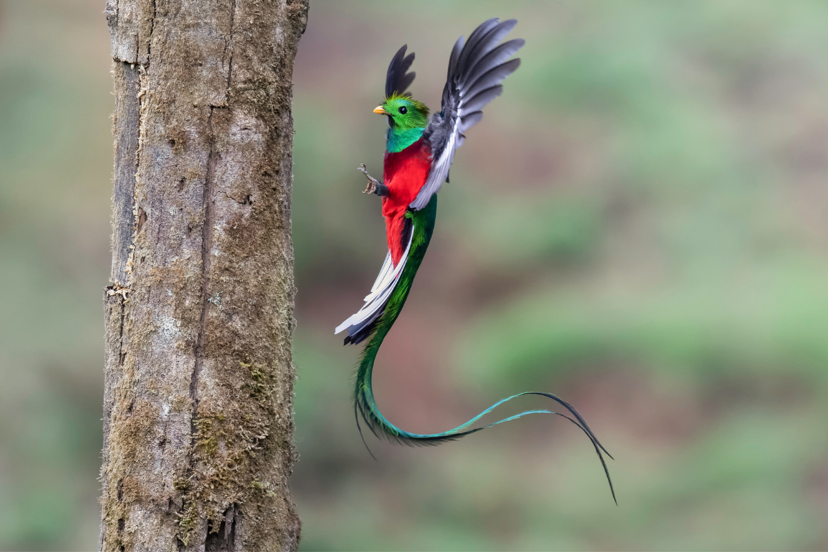 Quetzal, Monteverde, Costa Rica