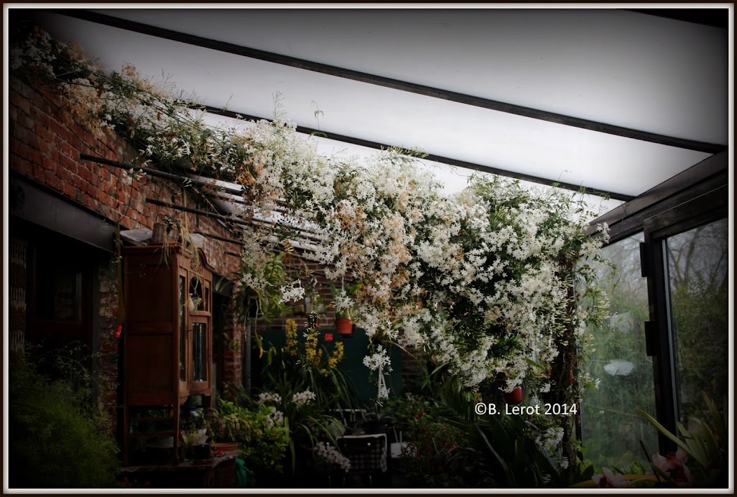 Visite du jardin en 2014 - Page 2 Gq7JDxj4Gy2q3K2nUndNkylG7V4J0gH04HSKa2632wc=w1051-h709-no