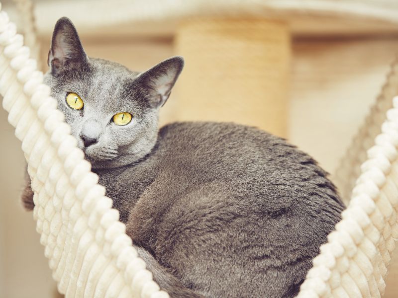 Russian-Blue-Cat-Care-Requirements