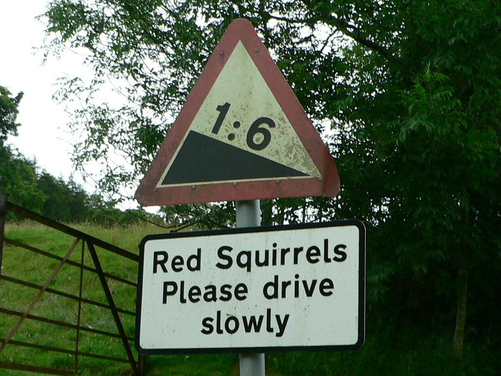 a sign with a warning sign stating that the area is not allowed - Red Squirrels Please drive slowly
