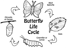 Image result for butterfly cycle