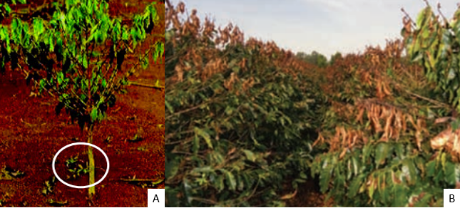 Efeitos da geada de canela e da geada de capote em plantas de café