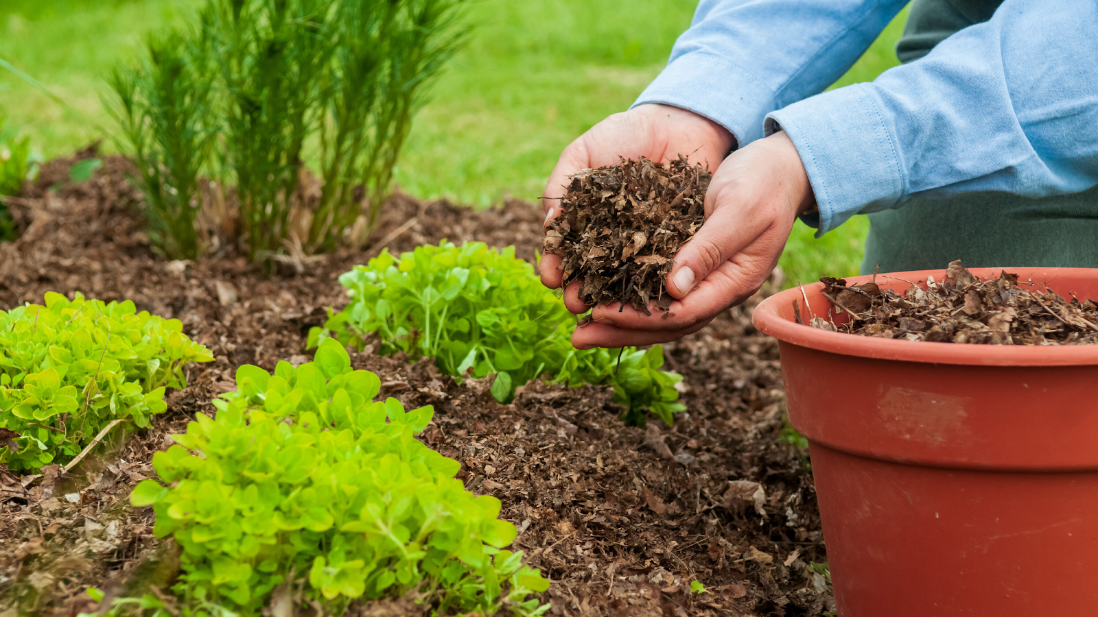 use any type of mulch to protect your pumpkin plants 