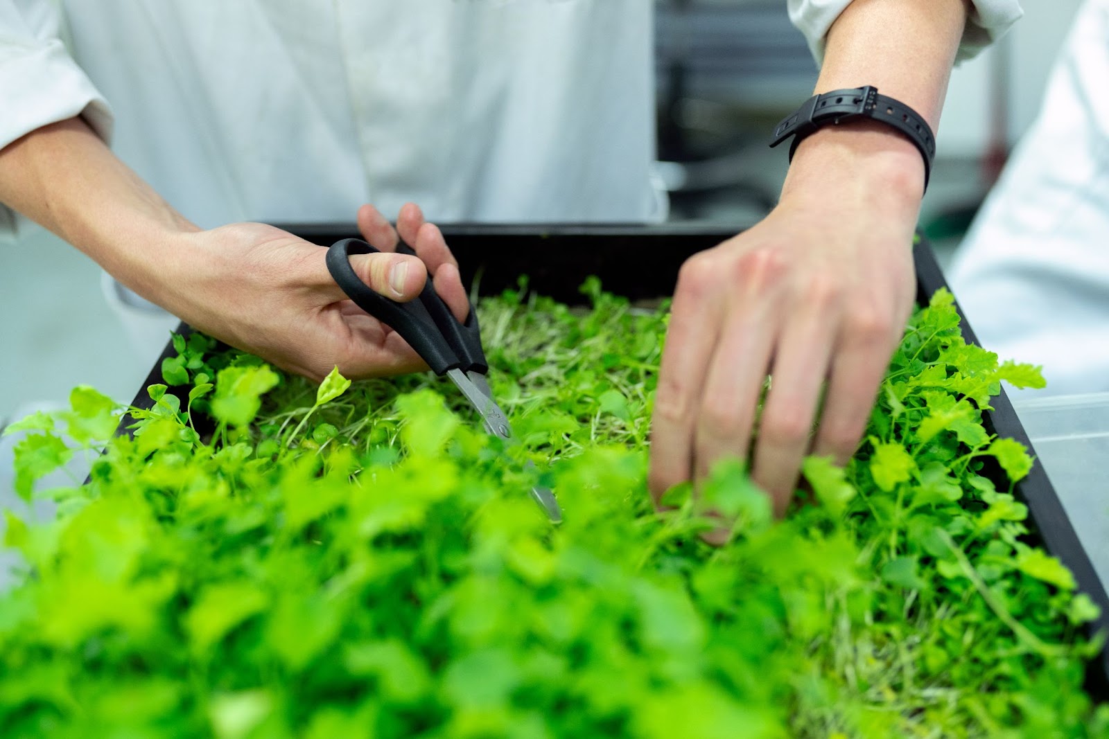 Man cultivating herbs, Costa Rica