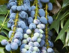 mahonia media