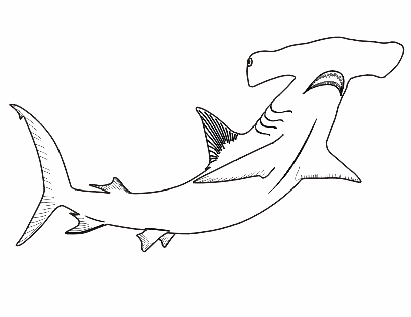 Resultado de imagen para PEZ MARTILLOS dibujo para colorear